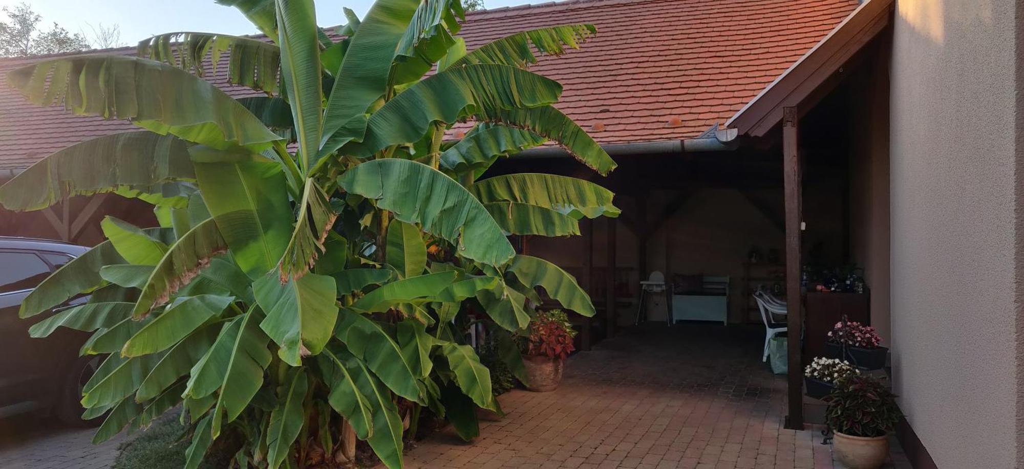 Korona Panzio Bed & Breakfast Balatonberény Eksteriør bilde